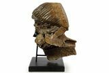 Adult Woolly Mammoth Upper Jaw - North Sea #337179-1